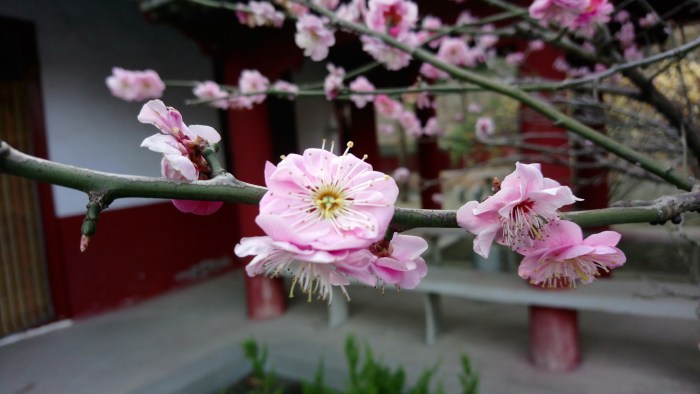 Incantatie van de accumulatie van het&nbsp;mysterieuze
